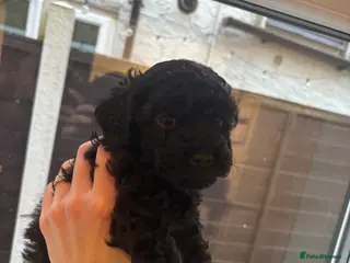 Cavapoo dogs F2 Cavapoo pups - Advert 12