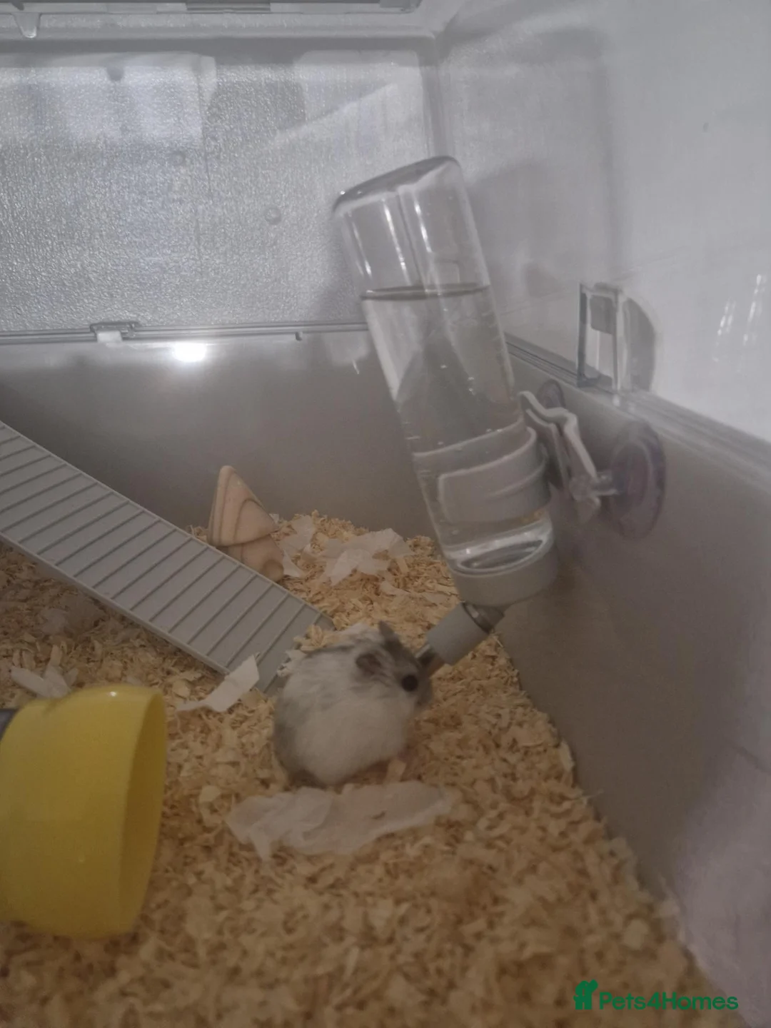 Hamster rodents for sale: 2 Russian Dwarf Hamsters in Barnsley - Advert 2