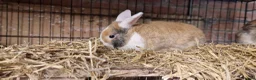 Mini Lop rabbits for sale: Gorgeous, friendly, ginger mini lop boys ready now - Advert 10