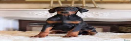 Dobermann dogs for sale: READY NOW- Outstanding KC Dobermann Pups🇧🇷 - Advert 26