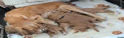 Cocker Spaniel dogs for sale: Working cocker spaniels in Barnsley - Advert 1