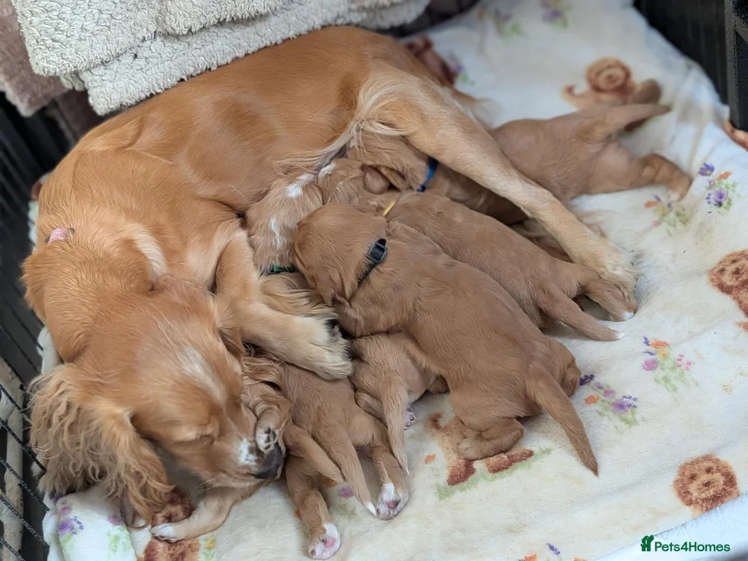 Cocker Spaniel dogs for sale: Working cocker spaniels in Barnsley - Advert 1