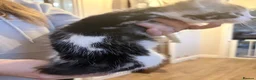 Mixed Breed cats for sale: Cute fluffy kittens  - Advert 6