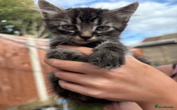 Domestic Shorthair cats for sale: 5 Beautiful kittens ready to leave  - Image 10