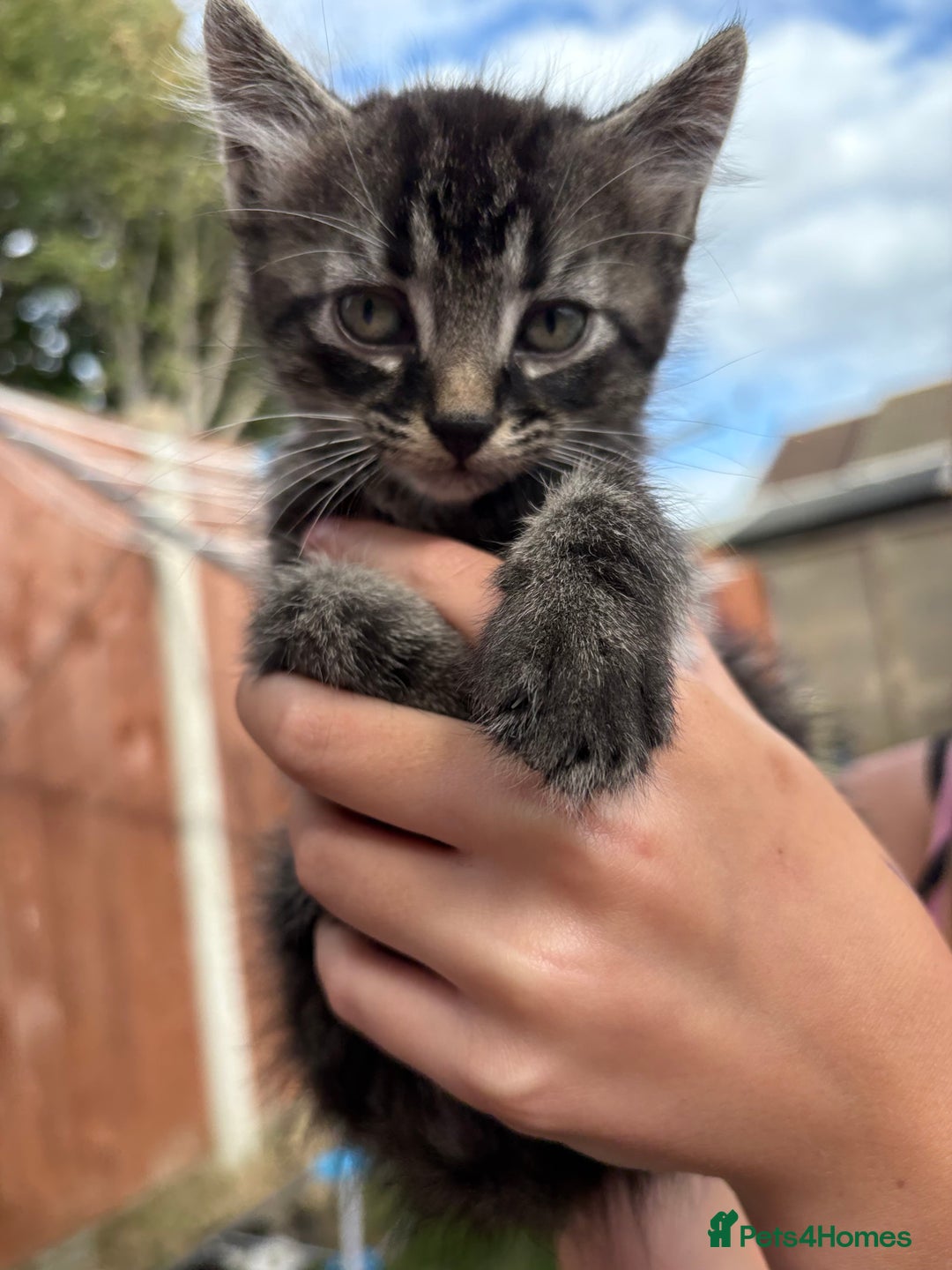 Domestic Shorthair cats for sale: 5 Beautiful kittens ready to leave  - Image 10