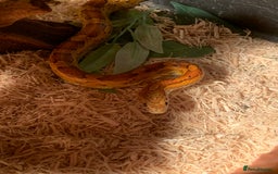 Corn Snake reptiles for sale:  Zep the cornsnake - Image 14