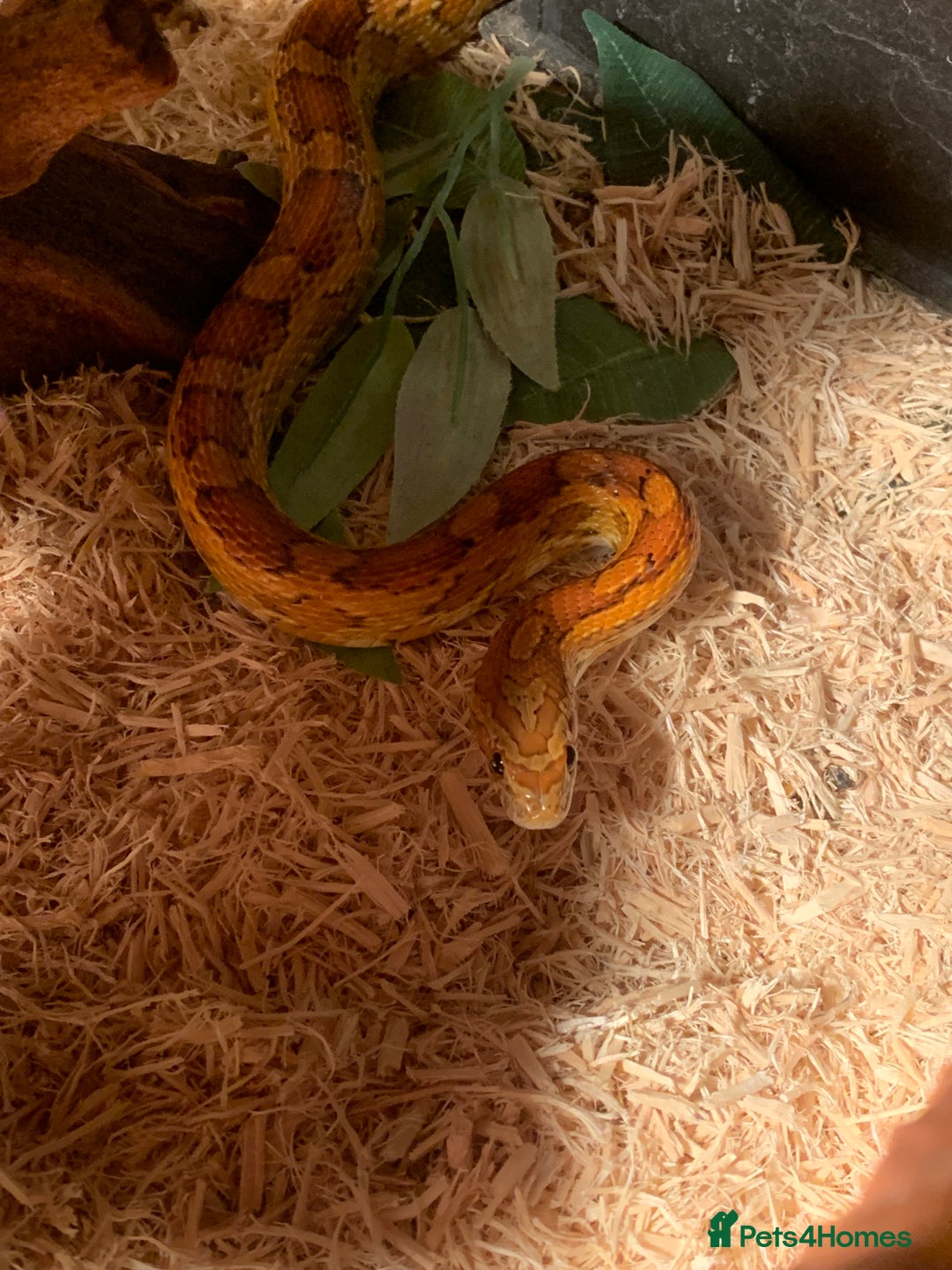 Corn Snake reptiles for sale:  Zep the cornsnake - Image 14