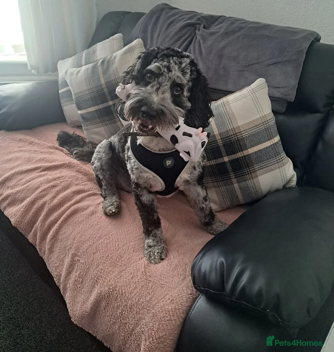 Cockapoo dogs for sale: 3 year old male Cockapoo - Advert 2