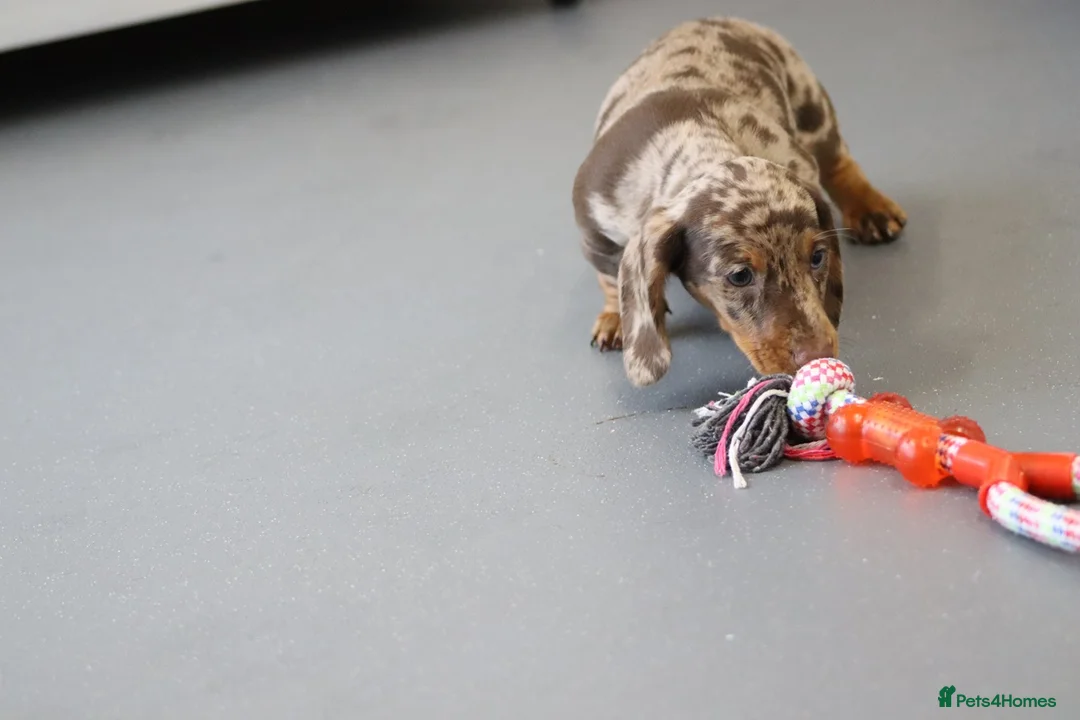 Miniature Dachshund dogs for sale: Beautiful Miniature Dachshund puppies for sale - Advert 13