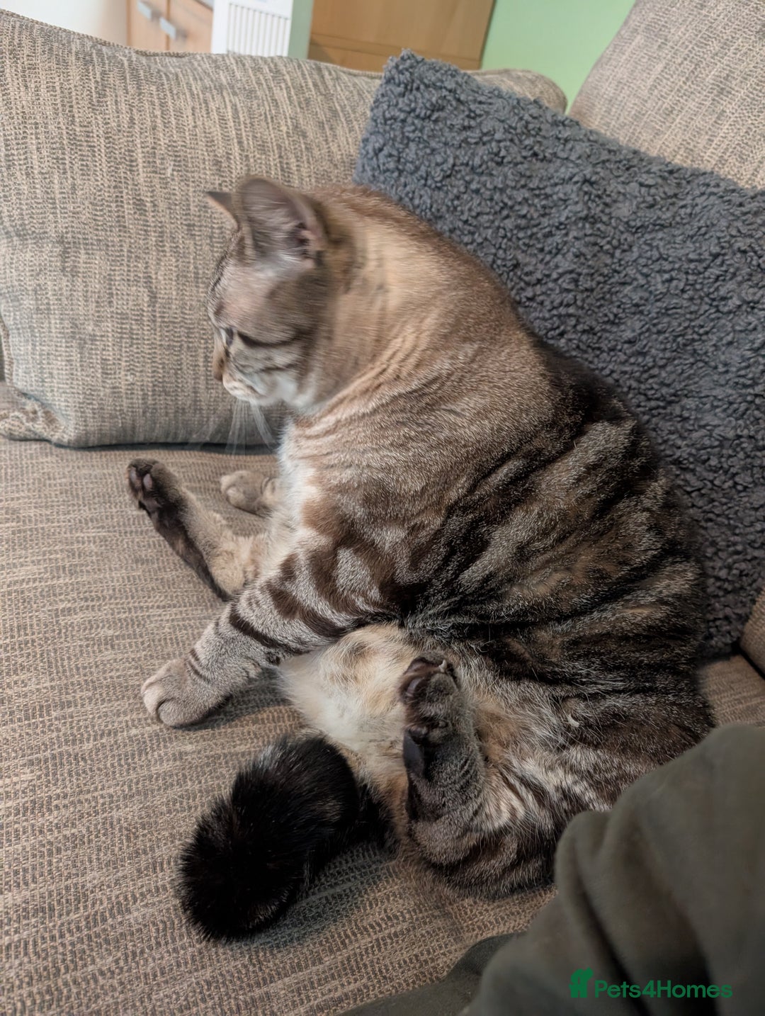 Mixed Breed cats for sale: Beautiful Calico & Siamese/Bengal cross cats - Advert 4