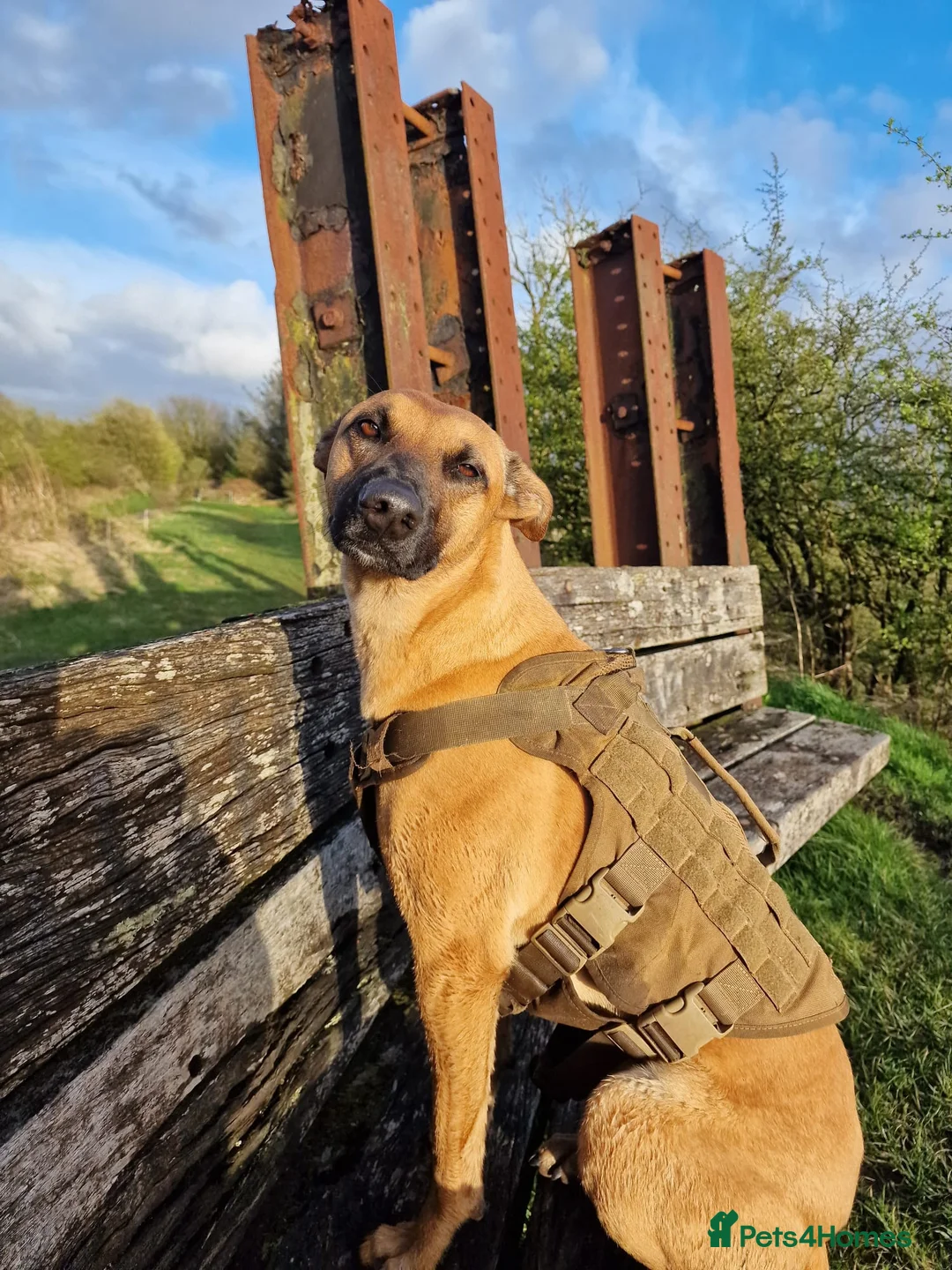 Mixed Breed dogs for sale: Belgian malinois/ greyhound  - Advert 2
