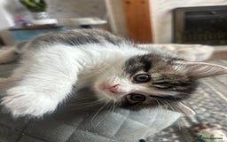 British Longhair cats for sale: Stunning friendly kittens - Image 22