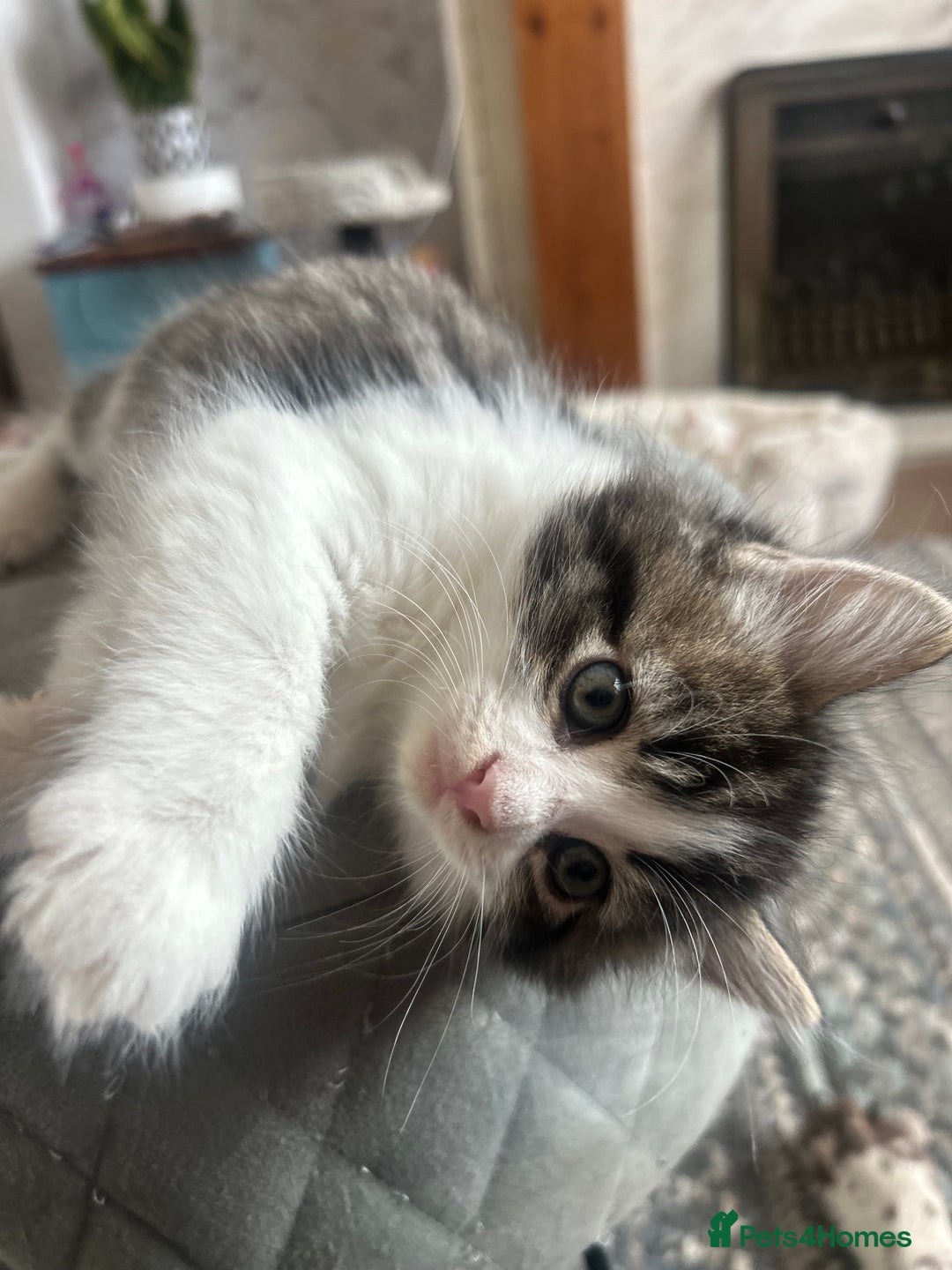 British Longhair cats for sale: Stunning friendly kittens - Image 22