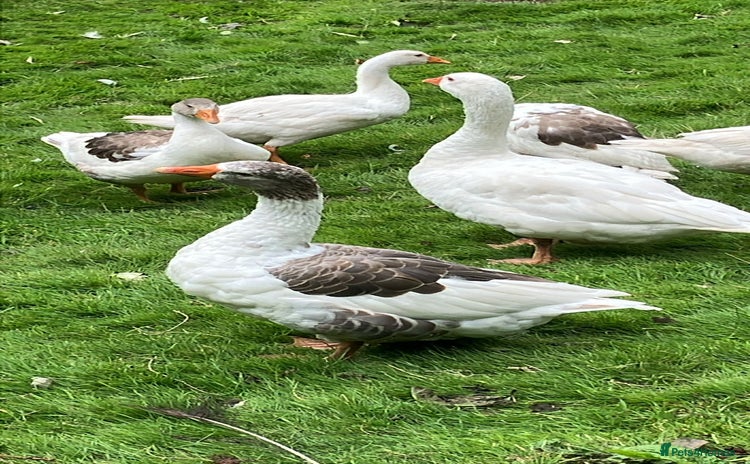 Geese poultry - Advert 1