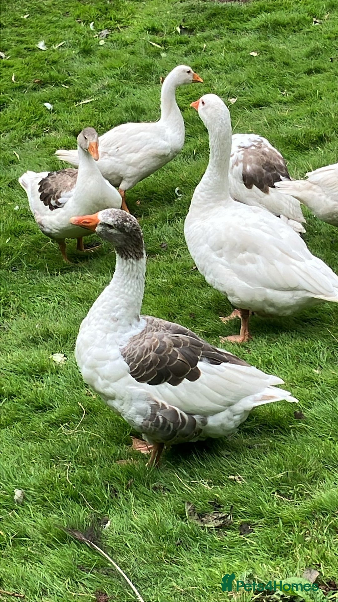 Geese poultry for sale: Rare Breed Shetland Geese - Image 1