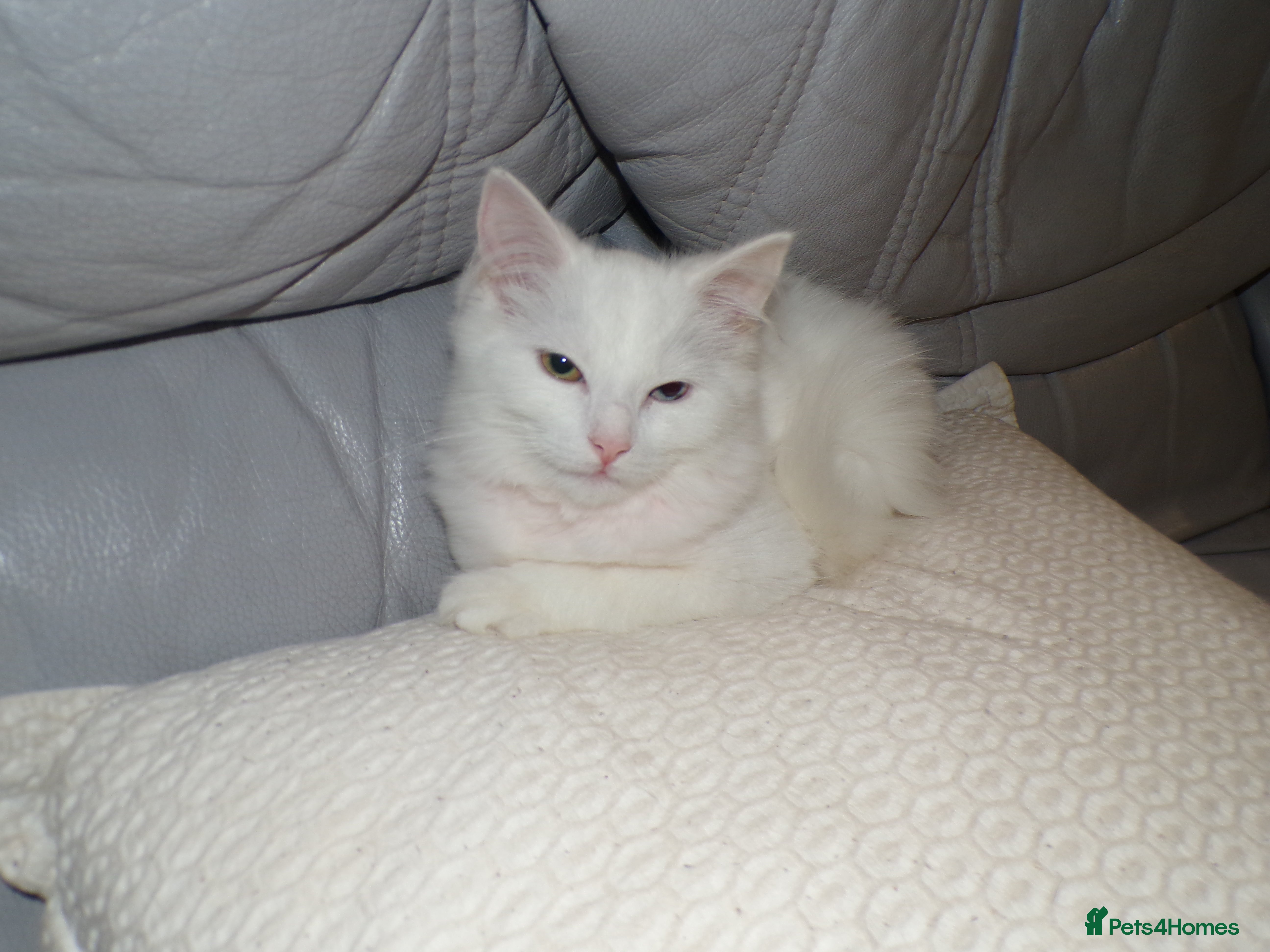 Turkish Angora cats Turkish angora kitten - Advert 1