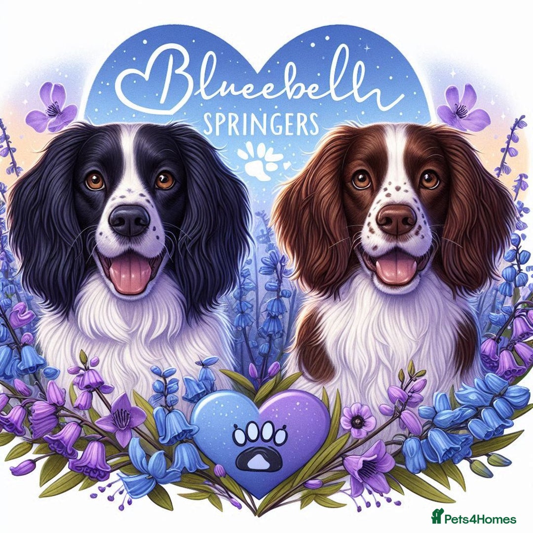English Springer Spaniel dogs for sale: ⭐️ Ready Stunning KC DNA Vetted, home Ess Pups ⭐️ - Image 38