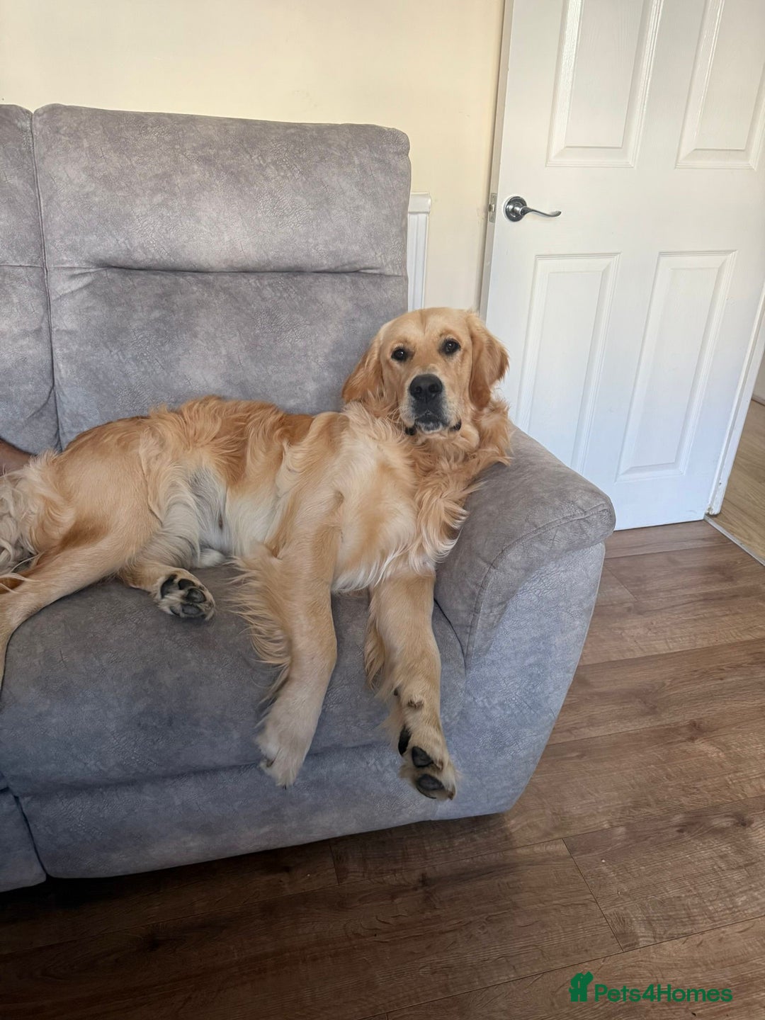 Golden Retriever dogs for stud: Benji looking for a partner  - Advert 4