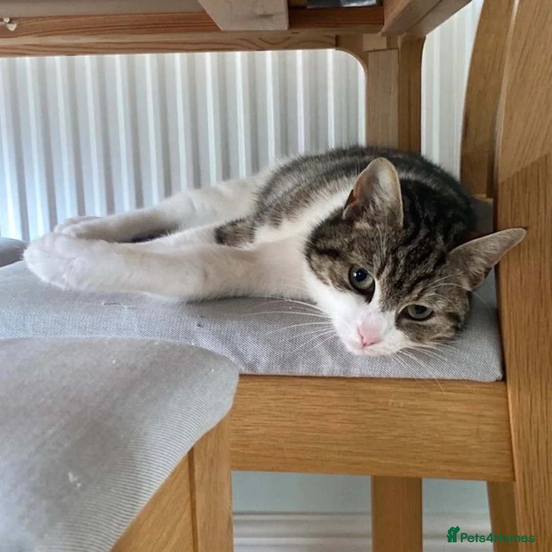 Domestic Shorthair cats for adoption: Feta, approx 3 year old girl   in Tadley - Advert 2