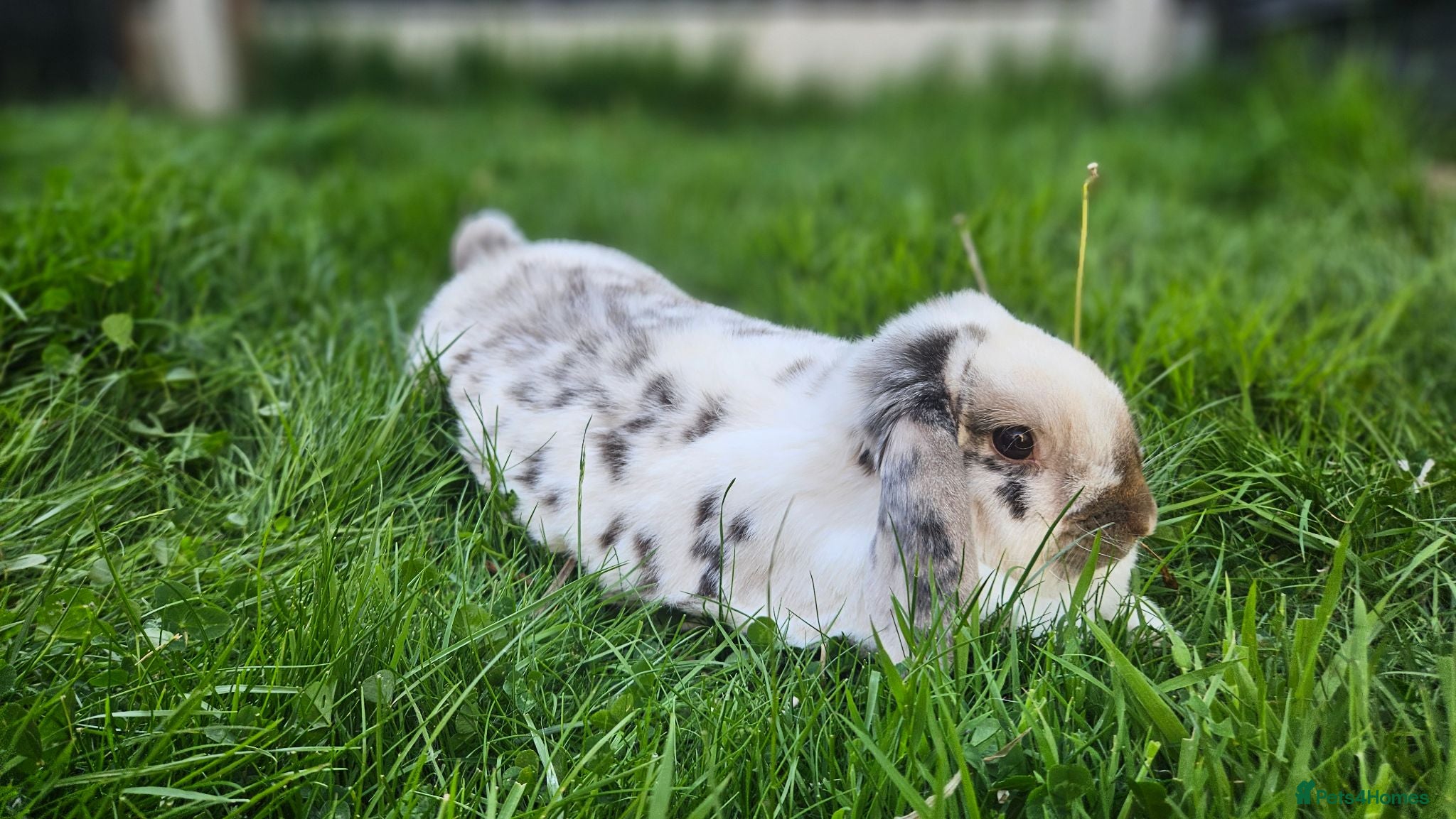 Dwarf Lop rabbits Floofy loaf - Advert 2
