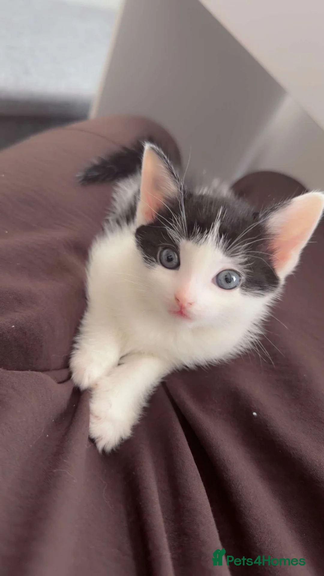 Mixed Breed cats for sale: Black and white kitten for sale - Advert 9