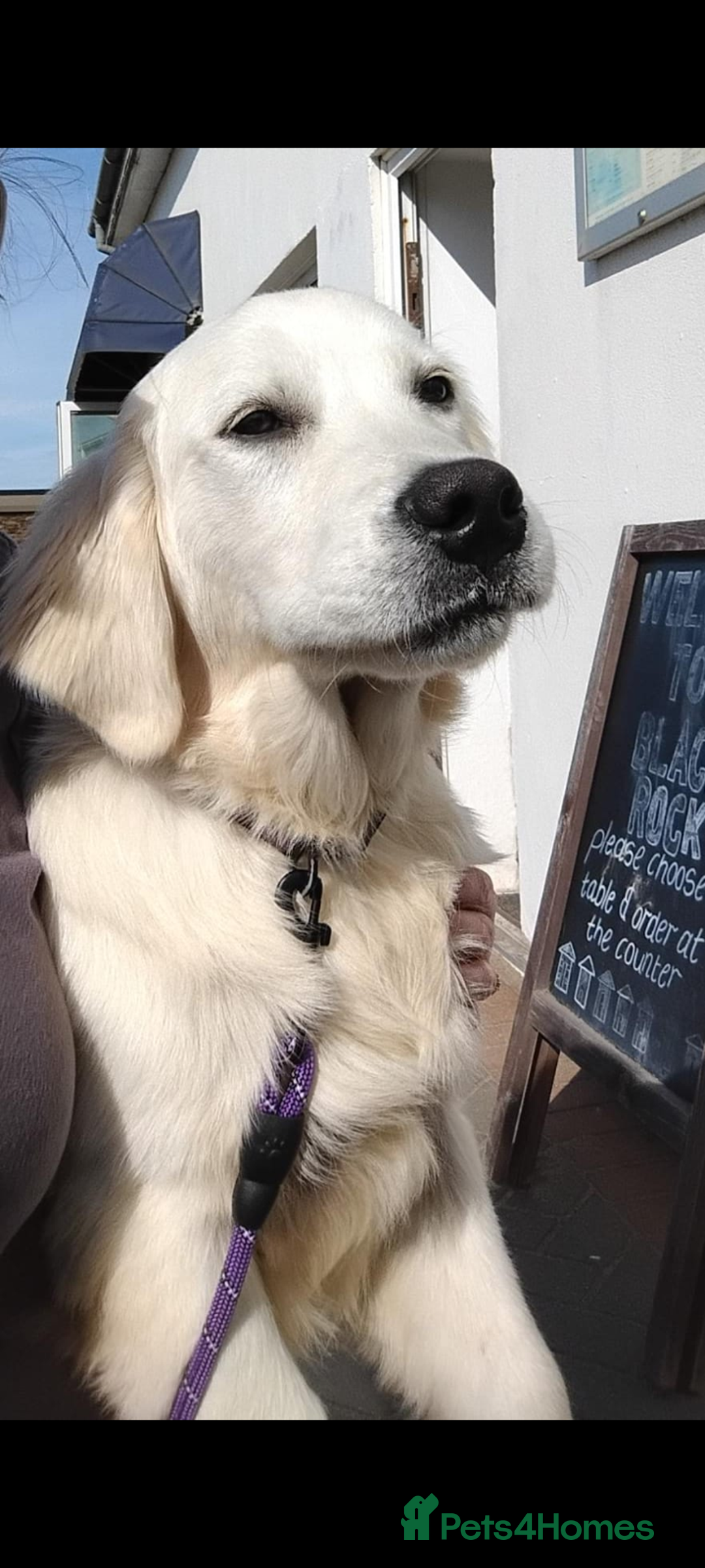 Golden Retriever dogs for sale: KC Registered 10 month old Male golden retriever  - Advert 3