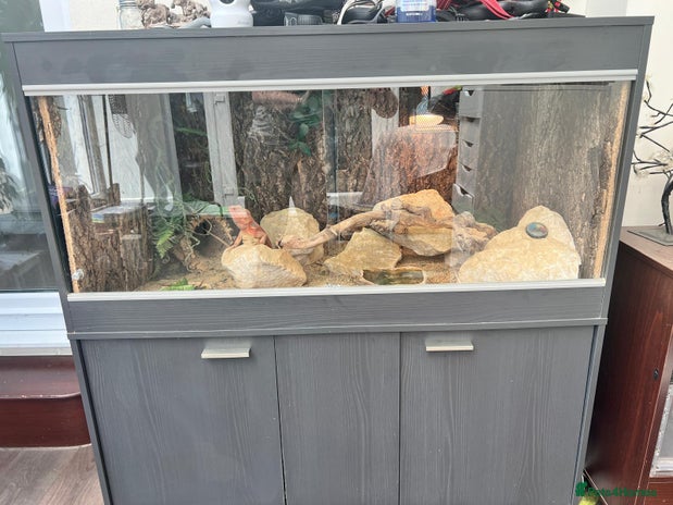 Bearded Dragon reptiles - Advert 8