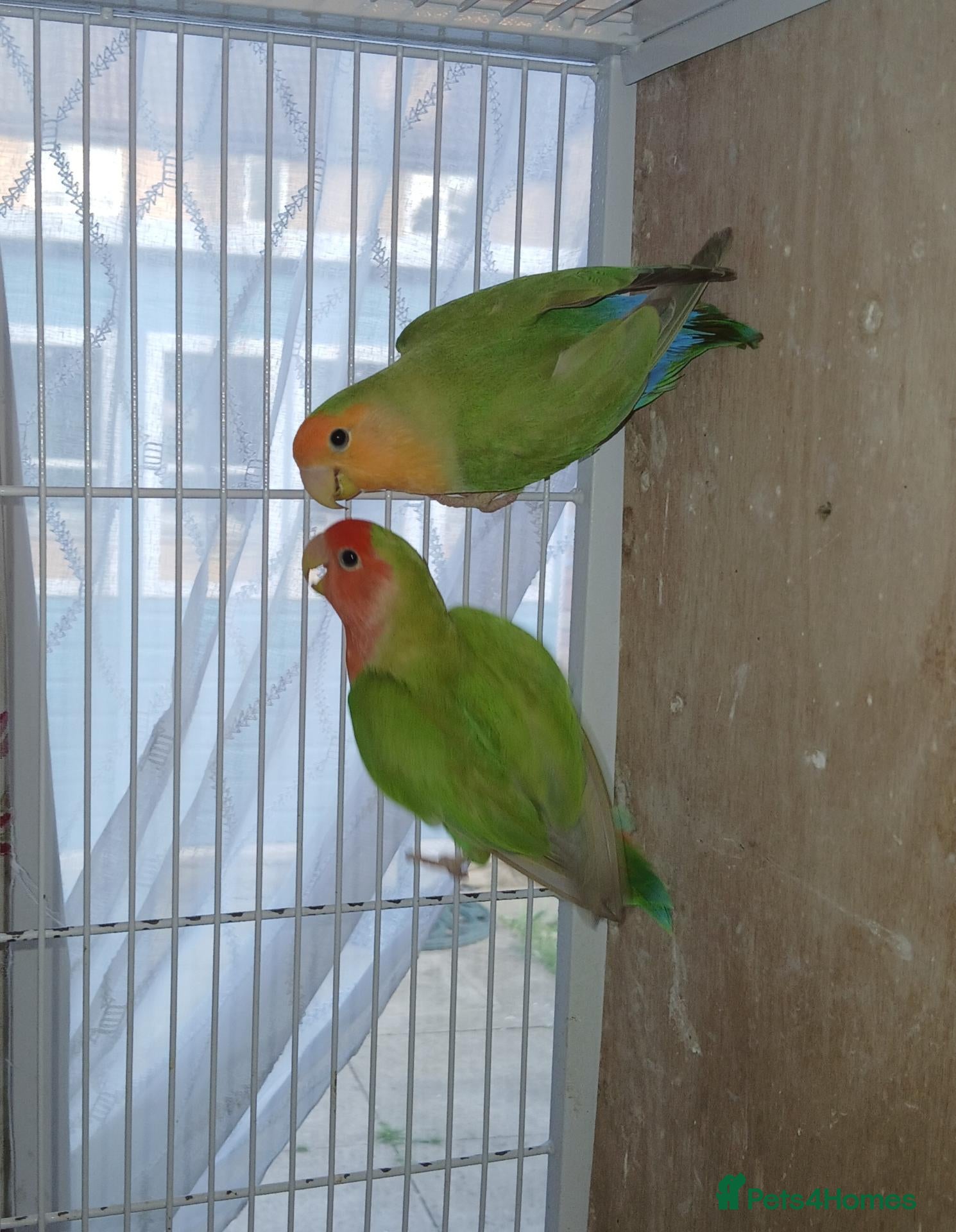 Lovebirds birds Lovebird pairs £50 per pair - Advert 1