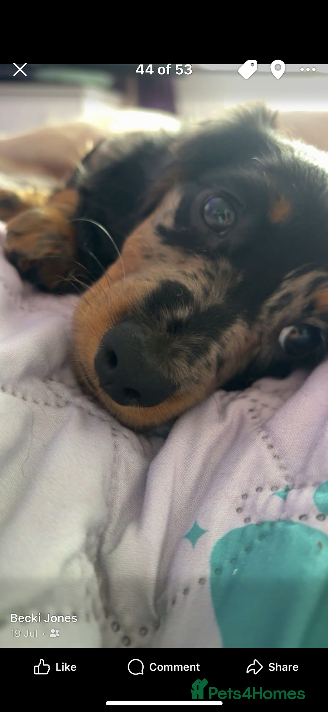 Miniature Dachshund dogs for sale: Beautiful silver dapple long haired girl - Image 10