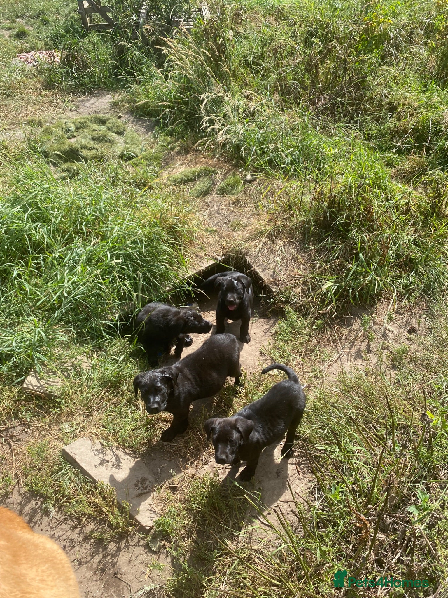 Labrador Retriever dogs Labrador puppies - Advert 12