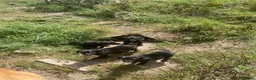 Labrador Retriever dogs for sale: Labrador puppies - Advert 1