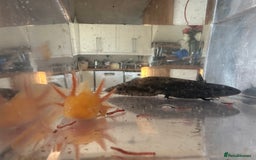 Other/Mixed Breed fish for sale: Young Axolotls for sale - Image 2