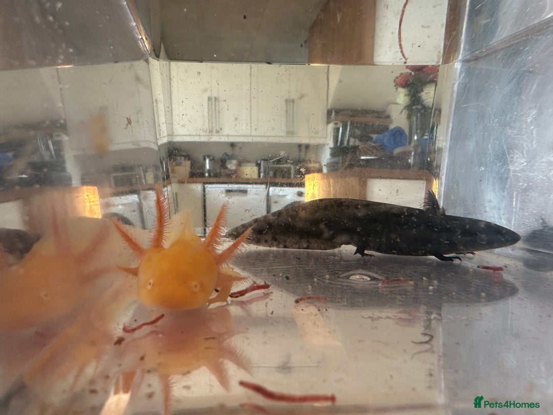 Other/Mixed Breed fish for sale: Young Axolotls for sale - Image 2