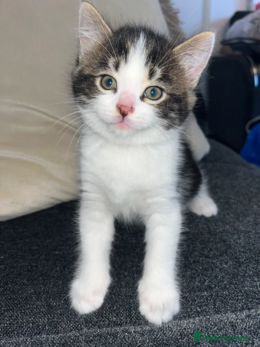 Mixed Breed cats for sale: Kittens for Sale in Birmingham - Advert 2