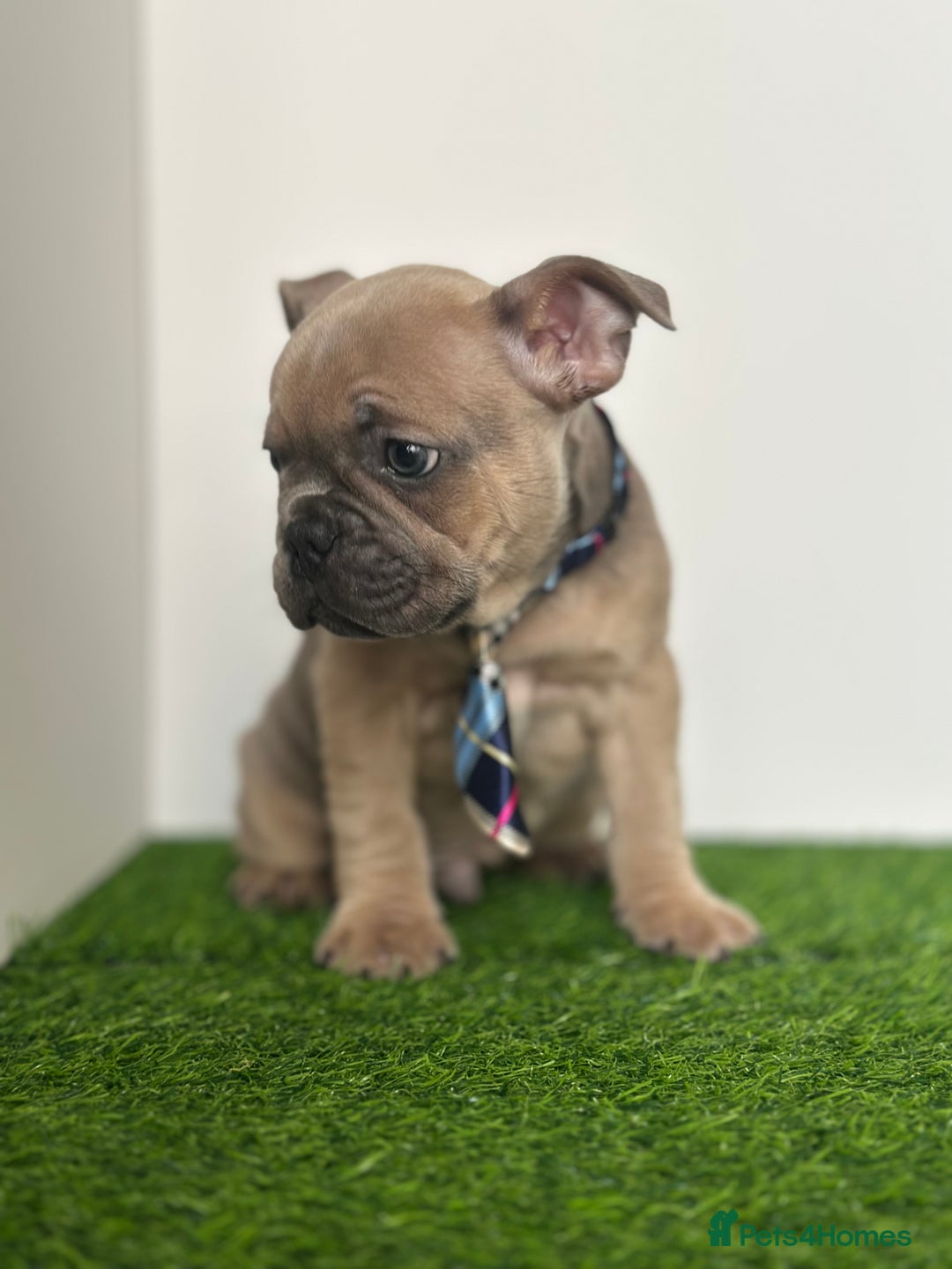 French Bulldog dogs for sale: 5 French bulldog puppy’s  - Image 18