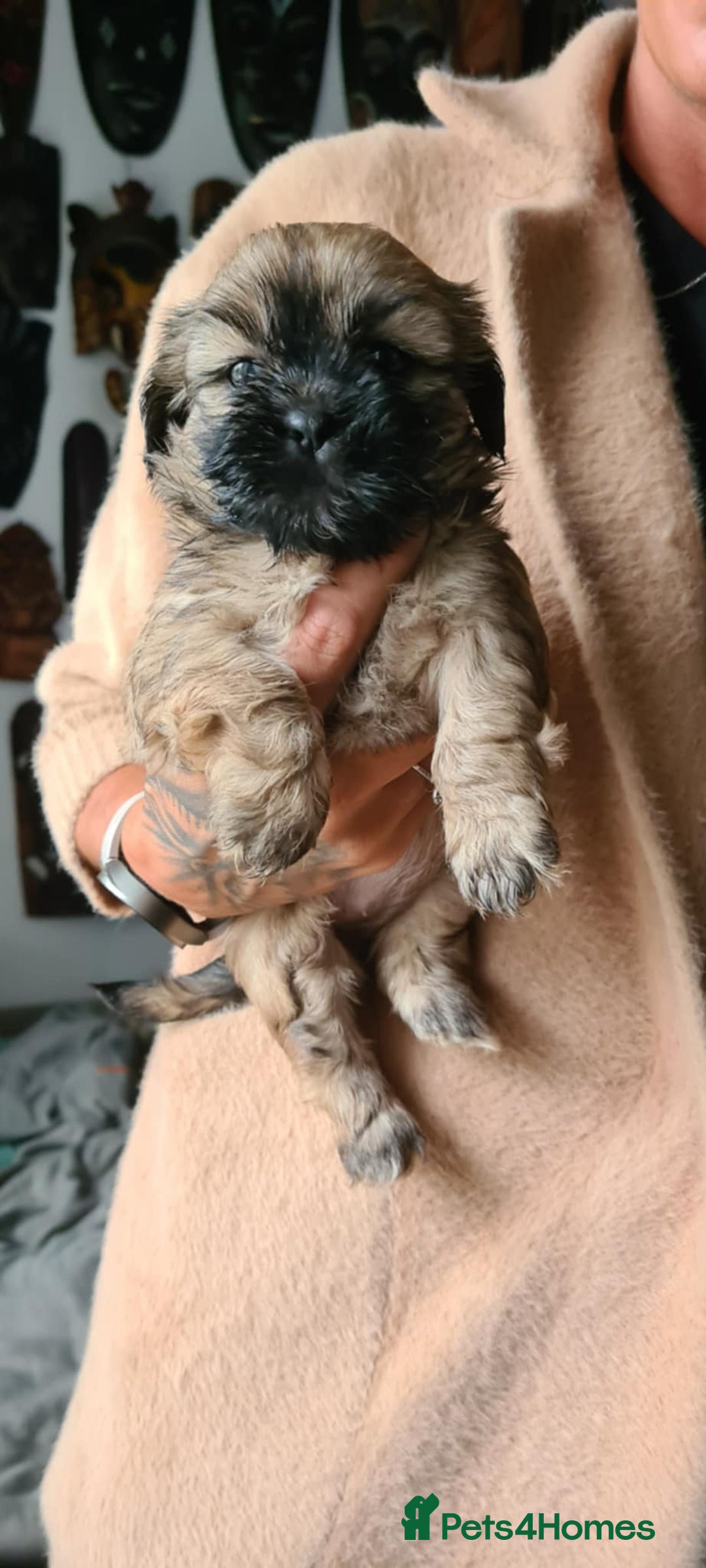 Mixed Breed dogs for sale: Two Shih tzu mix puppies for sale  - Advert 3