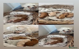Maltipoo dogs for sale: 🐾 Adorable Maltipoo Puppies 🐾  - Image 13