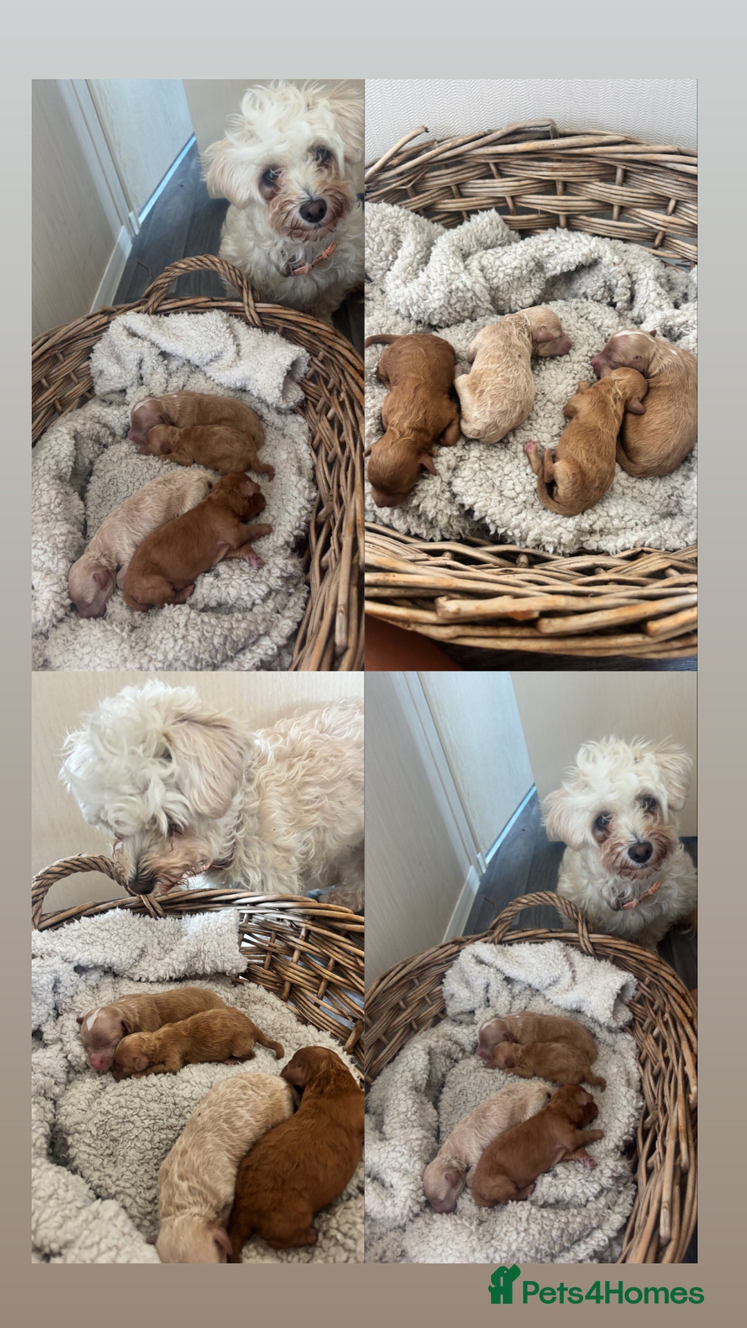 Maltipoo dogs for sale: 🐾 Adorable Maltipoo Puppies 🐾  - Image 13