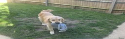Golden Retriever dogs for sale: Adorable Golden Retriever Puppies for Sale! - Advert 13