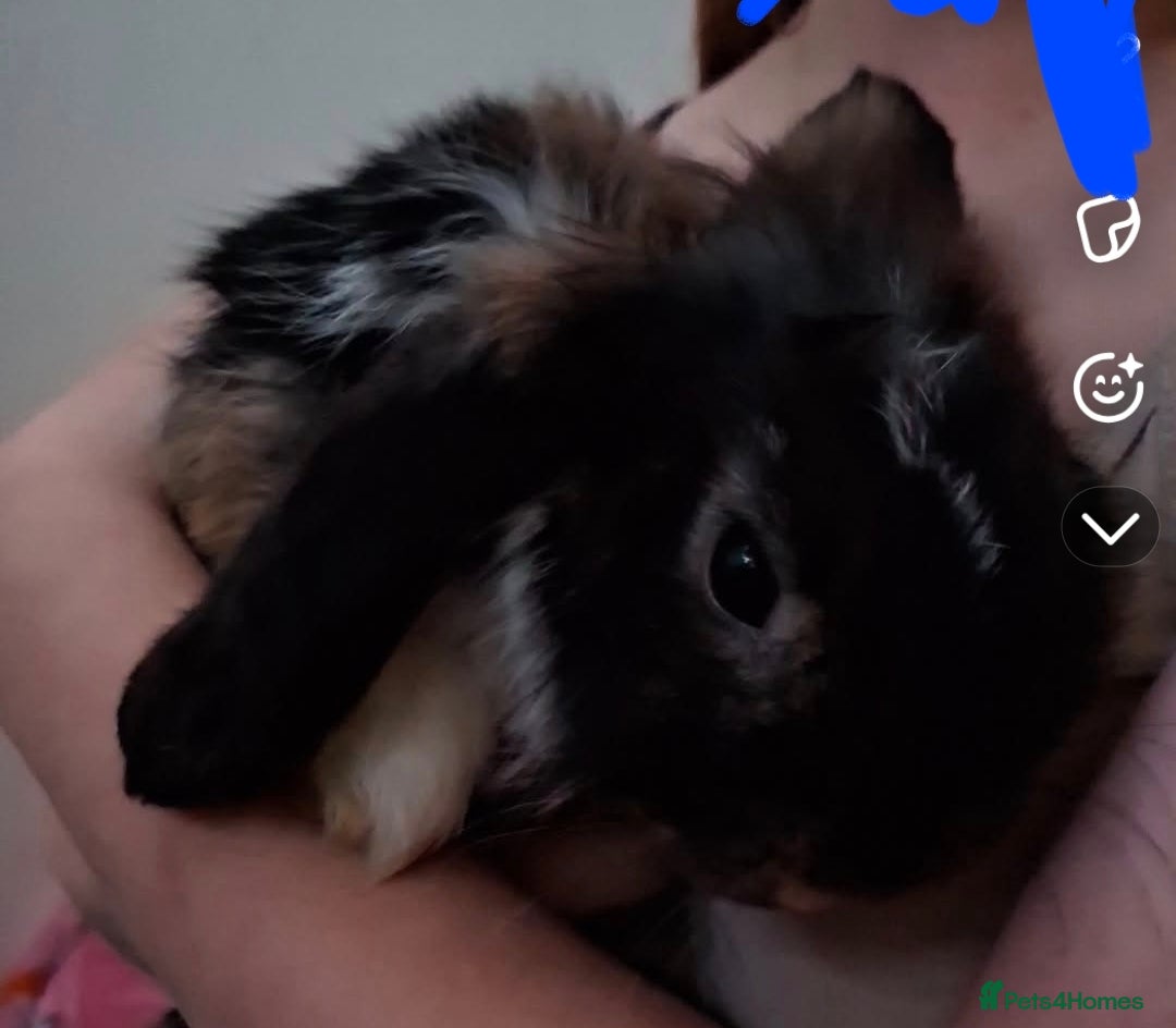 Mini Lop rabbits for sale: 6 beautiful mini lops, 3 girls 3 boys - Advert 5