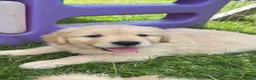 Golden Retriever dogs for sale: Beautiful KC Golden Retriever Puppies - Advert 17