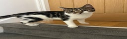 Mixed Breed cats for sale: Kitten - Advert 2