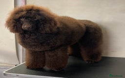 Miniature Poodle dogs for stud: Health tested Miniature Poodle Proven Stud Dog  in Preston - Image 7