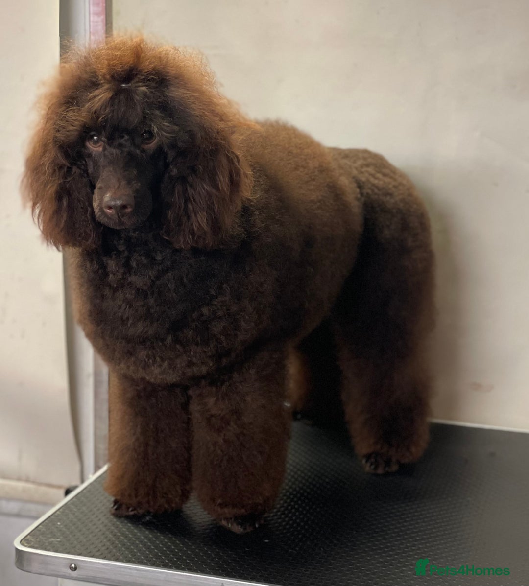 Miniature Poodle dogs for stud: Health tested Miniature Poodle Proven Stud Dog  in Preston - Image 7