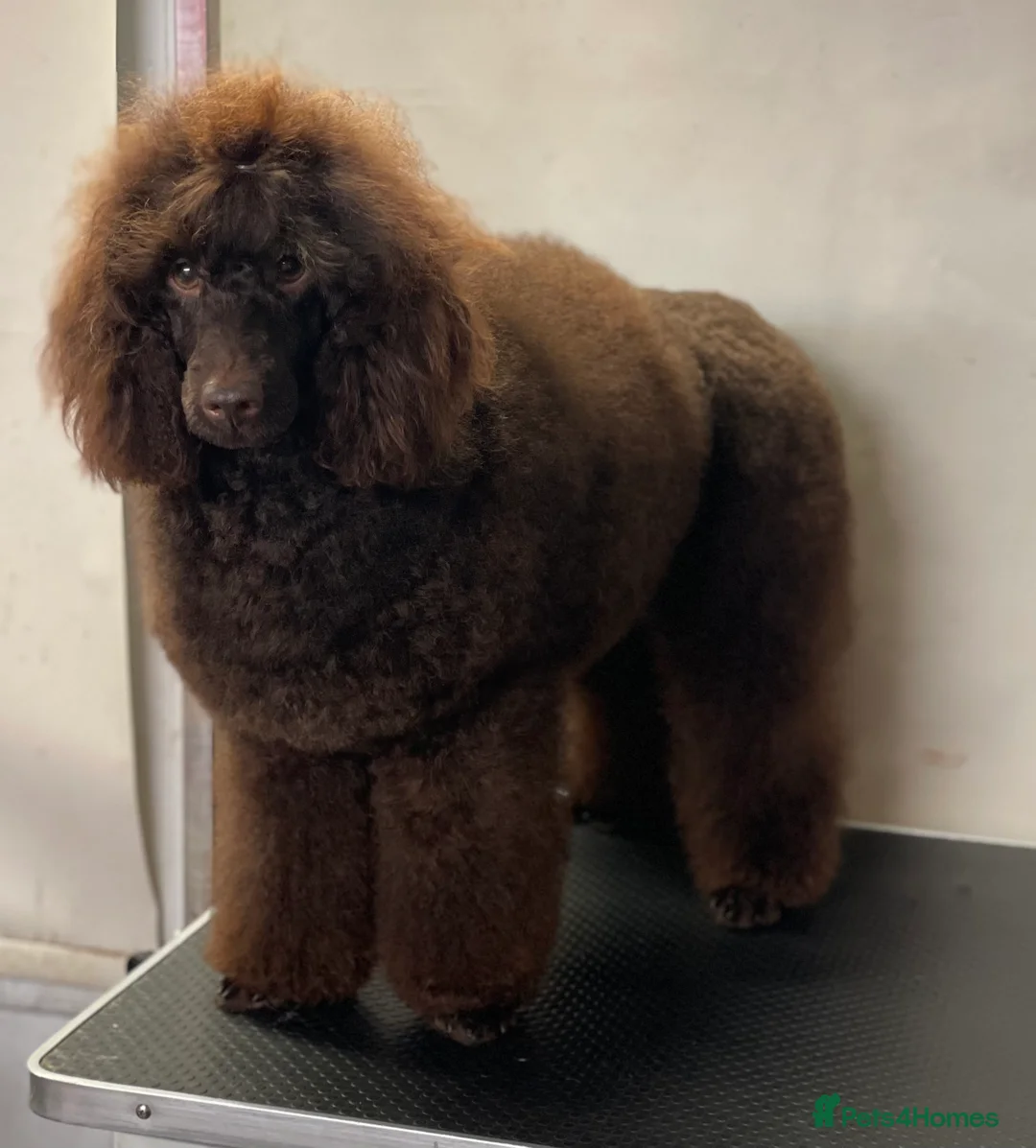 Miniature Poodle dogs for stud: Health tested Miniature Poodle Proven Stud Dog  in Preston - Advert 7