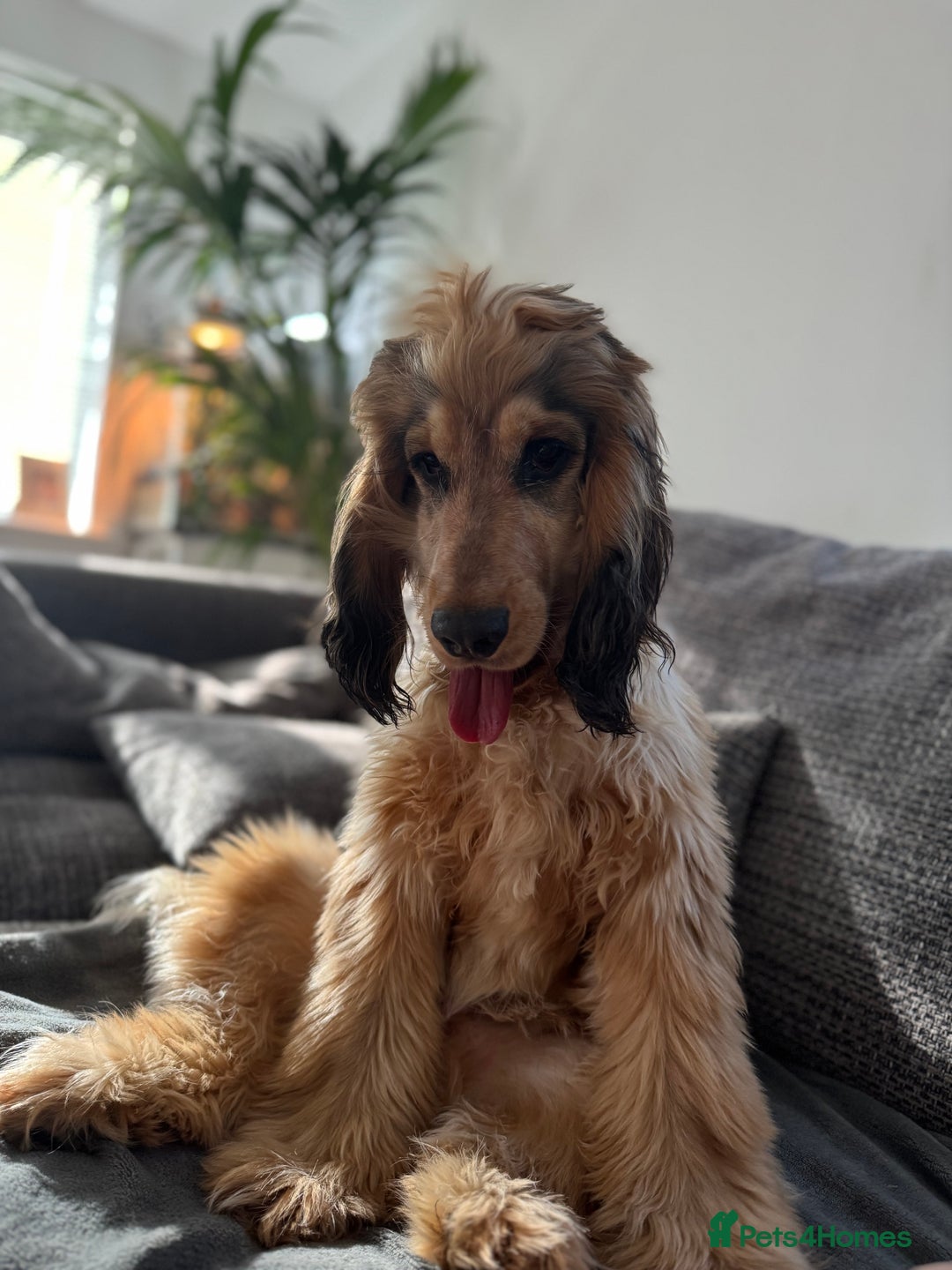 Cocker Spaniel dogs for stud: Rufus - KC sable show cocker - Advert 4