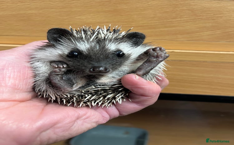 Pygmy Hedgehog rodents - Advert 2