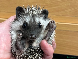 Pygmy Hedgehog rodents - Advert 21