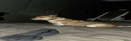 Jack Russell dogs for sale: Scooby - Advert 3