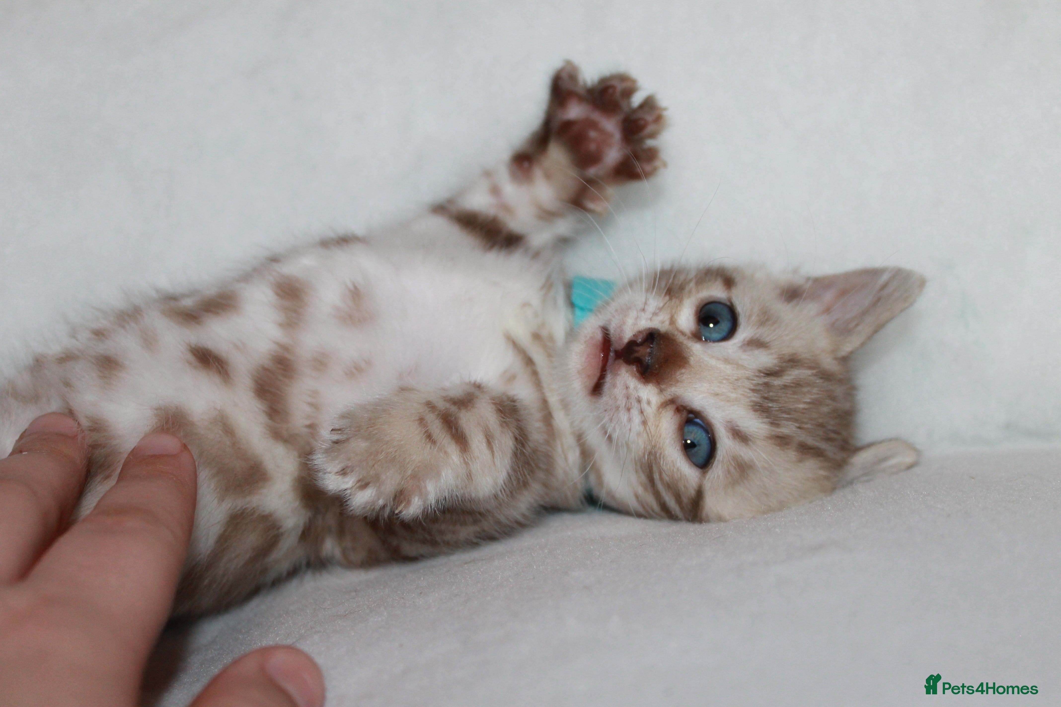 Bengal cats Pedigree TICA Bengal Kittens - Ready 07/01/26 - Advert 2